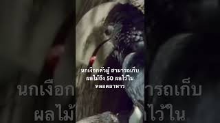 ดูสารคดีเต็ม กด Created from @nextstepwave #สำรวจโลก #doxzilla #สารคดี #สารคดีสัตว์