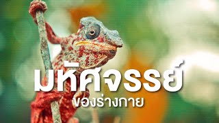 สารคดี สำรวจโลก ตอน มหัศจรรย์ของร่างกาย