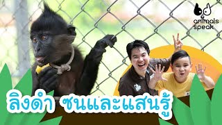 ลิงดำ ซนและแสนรู้ | Animals Speak [Mahidol Kids]