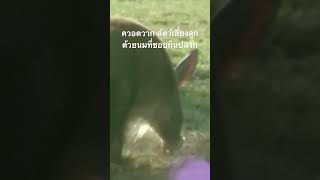 #จอมปลวก #สำรวจโลก #สารคดี #doxzilla #สารคดีสัตว์ @nextstepwave