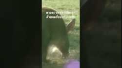 #จอมปลวก #สำรวจโลก #สารคดี #doxzilla #สารคดีสัตว์ @nextstepwave