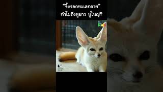 “จิ้งจอกทะเลทราย” ทำไมถึงหูยาว หูใหญ่ #Shorts