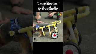 วีลแชร์น้องหมา ก้าวใหม่ที่สดใส #Shorts