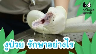 งูป่วย รักษายังไง | Animals Speak [by Mahidol Kids]