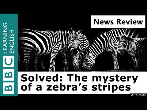 Why do zebras have stripes? Solved: The mystery of a zebra's stripes - News Review