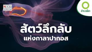 กาลาปากอส ดินแดนสัตว์มหัศจรรย์ | สารคดี สำรวจโลก
