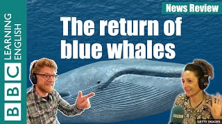 The return of the blue whale: BBC News Review