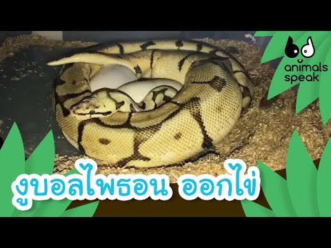 งูบอลไพธอน ออกไข่ | Animals Speak [by Mahidol Kids]