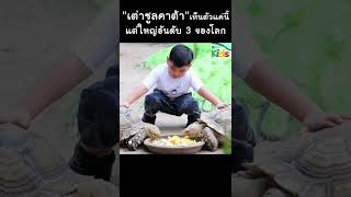"เต่าซูลคาต้า" ใหญ่เป็นอันดับสามของโลก #Shorts