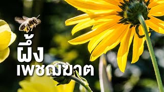 สารคดี สำรวจโลก ตอน ผึ้งเพชฌฆาต ตอนที่ 1