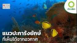 ปะการังยักษ์ที่หล่อเลี้ยงชีวิตนับล้านใต้ผืนน้ำ | สารคดี สำรวจโลก