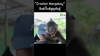 “Crested Mangabey” ลิงดำใกล้สูญพันธุ์ #Shorts