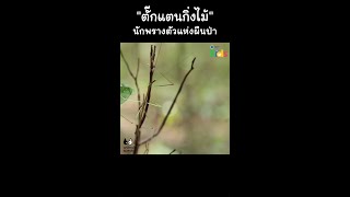 จงหา "ตั๊กแตน" ในภาพนี้ #Shorts