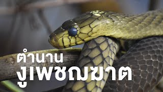 สารคดี สำรวจโลก ตอน ตำนานงูเพชฌฆาต