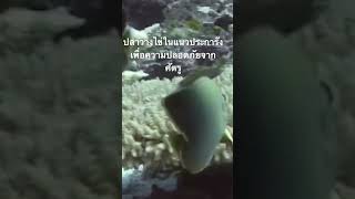 #สำรวจโลก #doxzilla #สารคดี #สารคดีใต้น้ำ #สารคดีสัตว์โลก