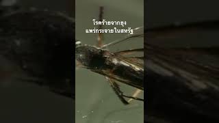 #doxzilla #สำรวจโลก #สารคดี #ยุง
