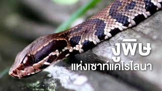 ลงใหม่ สารคดี สำรวจโลก ตอน งูพิษแห่งเซาท์แคโรไลนา