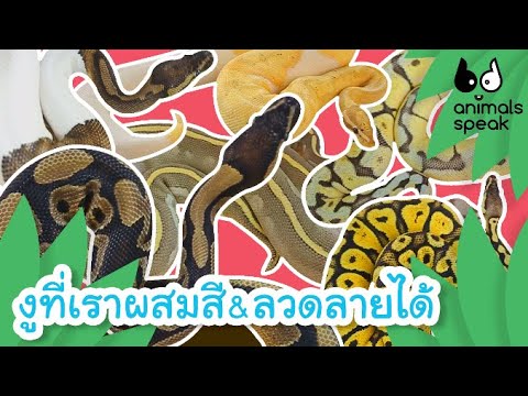 งูที่เราผสมสี&ลวดลายได้ | Animals Speak [by Mahidol Kids]