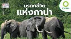 จากปราสาทโบราณสู่ซาฟารี การเดินทางที่เผยตัวตนประเทศกาน่า | สารคดี สำรวจโลก