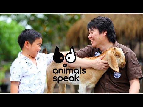 Animals Speak หมออ้อยกับน้องเมฆ ถามกันไปมา น่ารักสุดๆ มีแพะมาป่วนด้วย