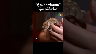 "ตุ๊กแกการ์กอยล์" ตุ๊กแกที่เด็ก ๆ เลี้ยงได้ #shorts