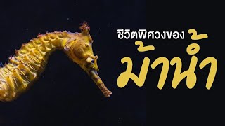 สารคดี สำรวจโลก ตอน ชีวิตพิศวงของม้าน้ำ ตอนที่ 1