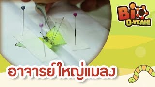 อาจารย์ใหญ่แมลง | Bio O-YEAH! [Mahidol Kids]