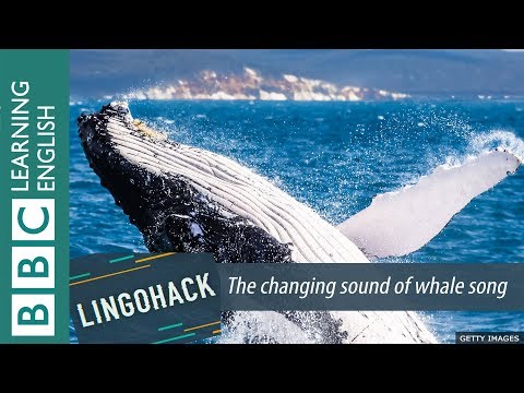 The changing sound of whale song: Lingohack