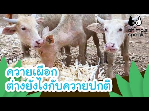 ควายเผือก ต่างยังไงกับควายปกติ | Animals Speak [by Mahidol Kids]