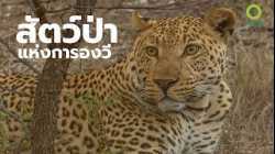 สารคดี สำรวจโลก ตอน สัตว์ป่าแห่งการองวี