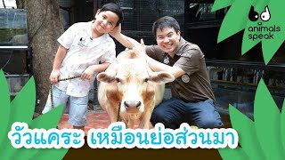 วัวแคระ เหมือนย่อส่วนมา | Animals Speak [Mahidol Kids]