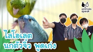 ไลโอเลต นกตัวจิ๋ว พูดเก่ง | Animals Speak