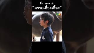 "ควายเคี้ยวเอื้อง" ที่มาเป็นแบบนี้... #Shorts