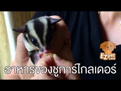 EZ pet care [by Mahidol] อาหารของชูการ์ไกลเดอร์