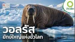 วอลรัส ยักษ์ใหญ่แห่งขั้วโลก เอาชีวิตรอดบนผืนน้ำแข็งได้อย่างไร? | สารคดี สำรวจโลก