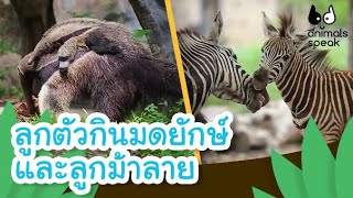 ลูกตัวกินมดยักษ์และลูกม้าลาย | Animals Speak [by Mahidol Kids]