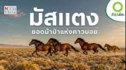 จะเกิดอะไรขึ้น หากม้าป่าดั้งเดิมของอเมริกาหายไปตลอดกาล? | สารคดี สำรวจโลก ตอน มัสแตงม้าป่าลึกลับ