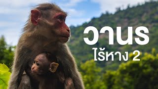 สารคดี สำรวจโลก ตอน วานรไร้หาง ตอนที่ 2