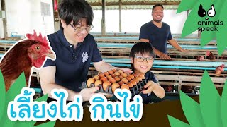 เลี้ยงไก่ กินไข่ | Animals Speak