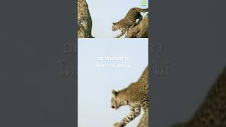 #สารคดี #สำรวจโลก #doxzilla #animals #สารคดีสัตว์ #สารคดีสัตว์โลก #เสือดาว