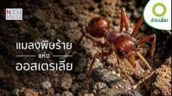 ออสเตรเลีย ดินแดนที่แมลงอันตรายกว่าที่คิด สารคดี สำรวจโลก ตอน แมลงพิษร้ายแห่งออสเตรเลีย