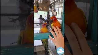 นกแก้ว สีเขียว สีส้ม สดใส น่ารัก