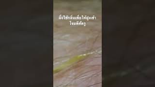 #doxzilla #สำรวจโลก #สารคดี #สารคดีสัตว์โลก #ผึ้ง