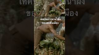 #สำรวจโลก #doxzilla #สารคดี #น้ำผึ้ง #การหาน้ำผึ้ง