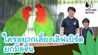 ใครอยากเลี้ยงเลิฟเบิร์ด ยกมือขึ้น | Animals Speak