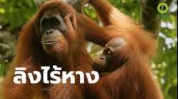 สารคดี สำรวจโลก ตอน โลกของลิงไร้หาง