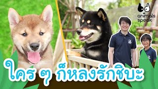 ใคร ๆ ก็หลงรักชิบะ | Animals Speak