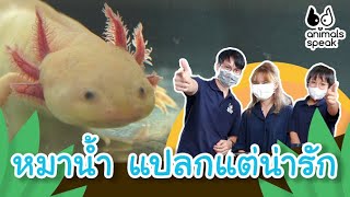 หมาน้ำ แปลกแต่น่ารัก | Animals Speak