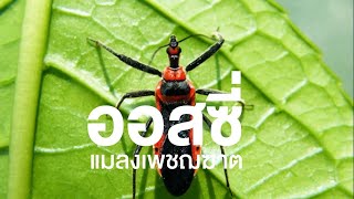 สารคดี สำรวจโลก ตอน ออสซี่ แมลงเพชฌฆาต ตอนที่ 1