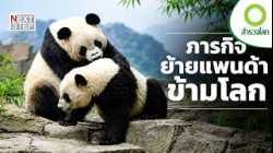ภารกิจย้ายแพนด้าข้ามโลก...ช่วยให้สายพันธุ์รอดได้จริงหรือ? | สารคดี สำรวจโลก ตอน